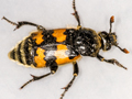 Nicrophorus vespillo